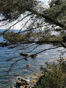 Appartements PETIT PARADIS - St MANDRIER VILLAGE : photos des chambres