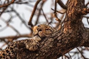 Cheetah Plains Private Game Reserve