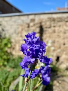 Les gîtes du Broukay - Hirondelle