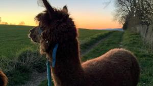 Übernachtung bei den Alpakas im Naturgarten Eigener Schlafsack