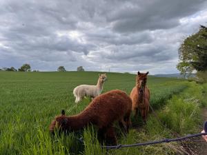 Übernachtung bei den Alpakas im Naturgarten Eigener Schlafsack