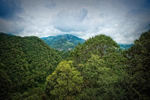 Cabaña Cedro - Cabañas Terrazul