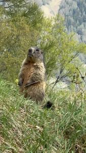 Chalet Biene - Swiss Alp Chalet with Sauna and Jacuzzi