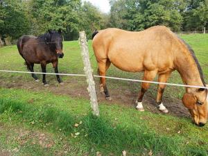 Appartements Le Gite & Chips - Ideal PROS : photos des chambres
