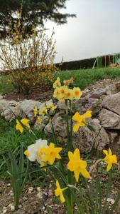 LOrée des Vignes 41 - Près de Chenonceau et du Zoo de Beauval