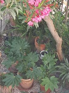 1918Apartman Šibenik centar,Poljana