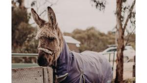 Rosewood Mac by Tiny Away