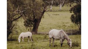 Rosewood Mac by Tiny Away