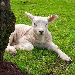 The Smithy, Wonderful Riverside Accommodation