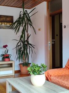 Apartment Kolman