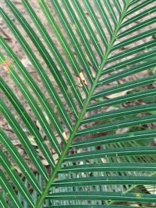 Girraween Rural Retreat with Gorgeous Lagoon Pool