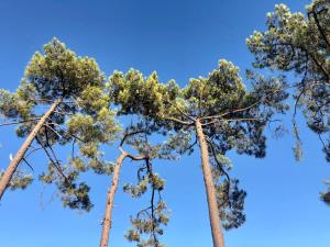 Chalet Bois Baobab 5 min à pieds de locéan