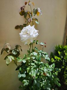 Casa Di Mare Artemis near airport,near beach