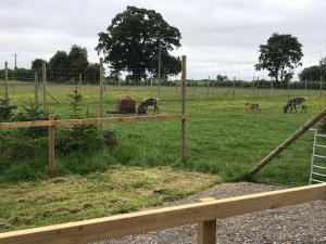 Reindeer Lodge at The Cotswold Reindeer Herd