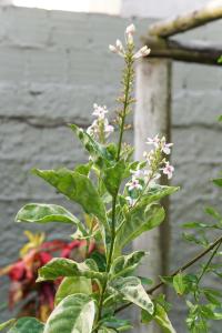 Casa ampla e muito arborizada!