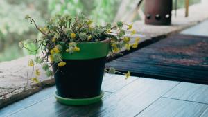 ALOLAH en el corazón del bosque, Huasca