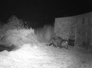 Otter Cottage in Pringle Bay