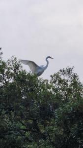 The Landing at Little Oak