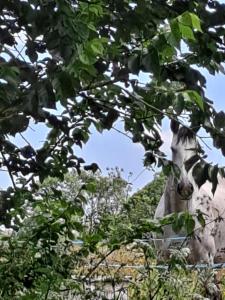 Appartements Adonis : photos des chambres