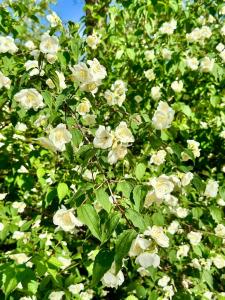 Maisons de vacances Villa Madeleine : photos des chambres