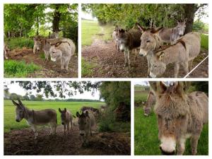 Maisons de vacances Charmant gite rural avec jardin, proche Amboise et Blois, ideal pour familles, randonneurs et amoureux de nature - FR-1-381-145 : photos des chambres