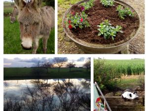 Maisons de vacances Charmant gite rural avec jardin, proche Amboise et Blois, ideal pour familles, randonneurs et amoureux de nature - FR-1-381-145 : photos des chambres