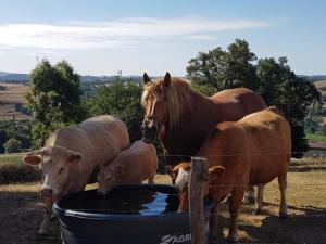 Gîte paisible 3 chambres avec cheminée et animaux admis - FR-1-496-221