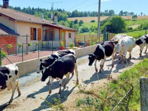 Maisons de vacances Charmant gite a la ferme avec terrasse, proche Loire, Allier, Puy de Dome, animaux bienvenus - FR-1-496-235 : photos des chambres