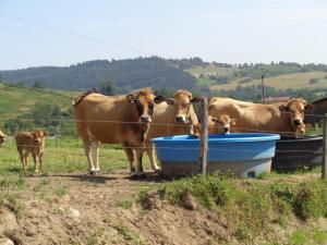 Charmant gîte à la ferme avec terrasse et animaux admis - FR-1-496-235