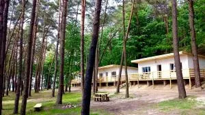 Jeleń - Przyjezierze