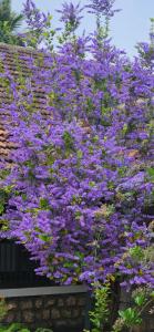 Pannadikadu Homestay