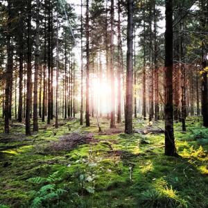 Natuurhuisje Hoogeloon PMV