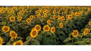 Echidna by Tiny Away