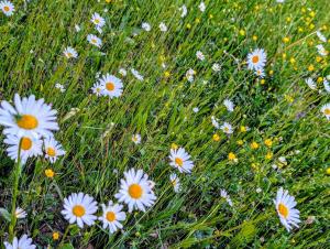 Ferienwohnung Klaus Siegritzberg
