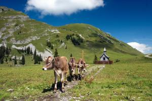 Appartement Moosmann