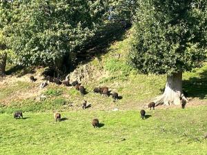 Appartements Pontrieux - Moutons Ouessant - Riviere Trieux : photos des chambres