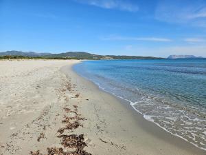 La flabellina blu img19