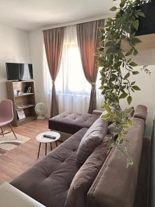 Apartmani Dana