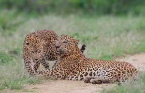 Yala Eco Shine - Ubytování bez kategorie ve městě Tissamaharama