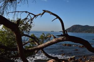 Appartements T2 climatise a 500m de la plage sur la presqu'ile de Saint Mandrier sur Mer : photos des chambres