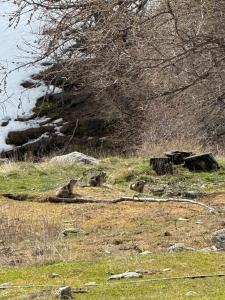 Beautiful apartment in Tende Vallée des Merveilles