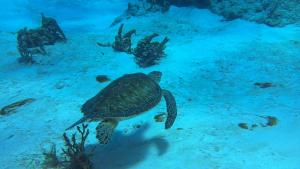 Affordable Luxury 3BR The BEST Cozumel has to offer it is The LANDMARK