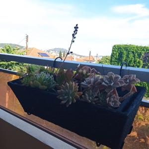 Appartements Appartement cosy Sanary centre-Climatise-Parking prive : photos des chambres