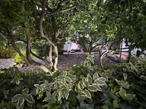 Apartments - Rooms VESNA