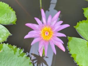 Uma Padi Cabin Umalas Bali