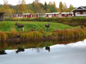 Bungalow Klarälvens Camping Stöllet Sweden