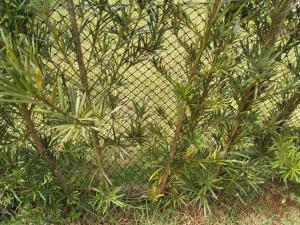 Casa com piscina privativa