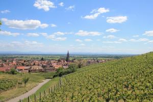 Appartements APPARTEMENT DAISY - Au Calme des Vignes - Parking privatif & Animaux Bienvenus : photos des chambres