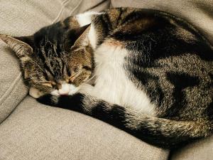 Villas Villa Arles Trinquetaille : photos des chambres