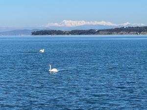 DeLux Apartment Koper - NEW